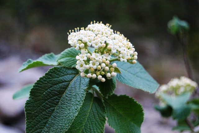 Viburnum lantana